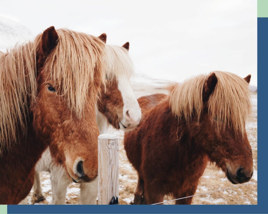 Foto von drei Ponys. Foto von https://linggigi.wixsite.com/photography